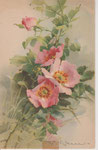 Dondorf 243 5-6 églantiers roses, herbes