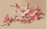 M&B 1976 Fleurs de cerisier blanche-rose pâle sur tiges