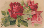 Anonyme 145 2 roses rouges, 1 rose, boutons