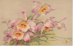 STZF 1314 Orchidées rose pâle