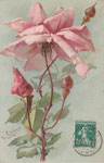 WNB S.4163 1 rose rose, 3 boutons (v)