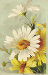 WNB S.4163 marguerites blanches et jaunes
