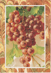 DIV - JORDAN KH 9 Grappe de raisins rougeâtres