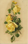 Anonyme 1935 3 roses jaunes, 3 boutons jaunes
