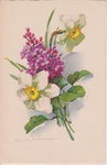HWB 2244 Lilas violets, 2 narcisses blancs