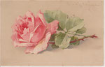 M&B 1776 1 rose rose couchée