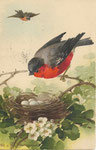 Jounok 232 [rouge-gorge sur branche près d'un nid, 1 autre volant]