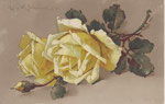 M&B 1777 2 roses blanches, 1 bouton blanc, couchés