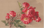 M&B 1834 Roses rouges multiflores et boutons (h)