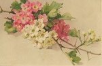 M&B 1582 fleurs d'aubépine rouges et blanches sur branche