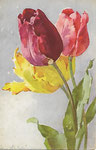 STZF 1115 [tulipes jaune, rouge et rose]