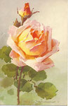 STZF 1267 [rose abricot avec bouton]