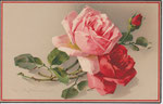 M&B 2049 1 rose rose, 1 rouge, 1 bouton rouge