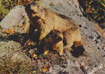 Marmotte des Alpes Editions JANSOL