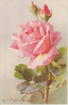 STZF 1269 Rose rose (vertical)