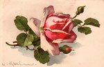 SBW 177 1 rose rose pâle couchée, 1 bouton rose, 1 vert