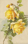 STZF 1247 [2 roses jaunes]