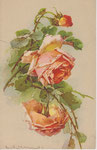 STZF 1243 3 roses abricot