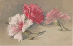 M&B 1832 1 œillet rouge, 1 rose, 1 blanc