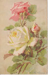 STZF 1245 Roses blanche et rose