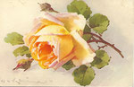 STZF 1272 [rose abricot - horizontal]