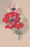 M&B 2688 1 anémone rouge, 1 blanche, 1 rose légère, sur tiges