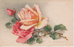 M&B 2287 1 rose abricot, 1 rose, 1 bouton rose, tiges à droite