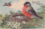 HWB 2252 Rouge-gorge au nid avec oeufs, 1 autre volant à gauche, fleurs blanches