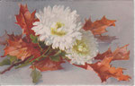 M&B 2465 2 Reines marguerites blanches, feuilles d’automne