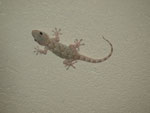 Abschieds-Gecko