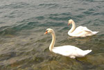 malreise 2007 - gardasee italien