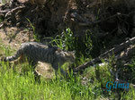 P5203492 Wildkatze (Kuder) im Wildkatzengehege Marienteichbaude an der B 4 oberhalb Bad Harzburg   