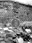 Fotografie "Innehaltenverbot? - Absolutes Halteverbot"