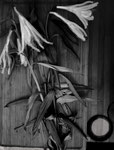 Fotografie "Lilien"