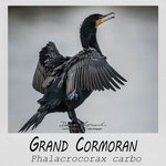Grand Cormoran - LgDAMSphoto ©2022