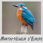 Martin-pêcheur d'Europe - LgDAMSphoto ©2022