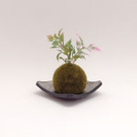 ダミーグリーン152　苔玉　角皿付き　140Ｈ
