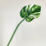 造花634　モンステラ斑&茶筋入り