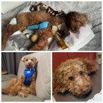 我が家の愛犬が虹の橋を渡りました。