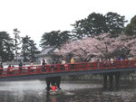 April 2, 2015 at Odawara Castle, Kanagawa, Japan