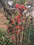 March 5, 2016 at Yushima Tenjin