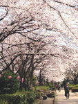 March 30, 2015 at Sakuragawa Street, Itabashi, Tokyo