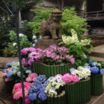 June 6, 2015 at Hakusan Shrine, Bunkyo, Tokyo (Ajisai Festival) 