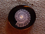 Scrimshaw Ammonit auf schwarzem Horn mit Zirkon in Weißgold nach ca. 8 Std.