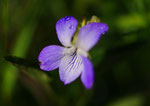 La violette de Rivin, la plus commune.