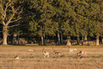Im Naturreservat Ottenby tummelt sich Dammwild.