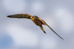 männlicher Rötelfalke im Flug von unten