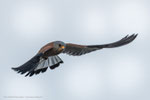 männlicher Rötelfalke im Flug