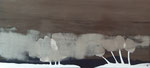 les arbres ( 42 x 19 cm) . marqueterie contemporaine , 350€