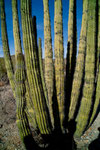 Organ Pipe Cactus